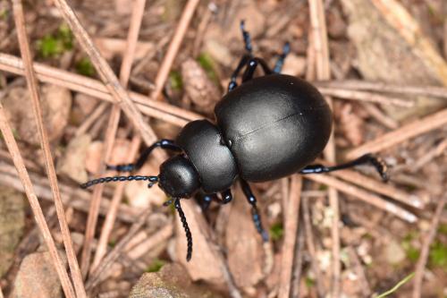 Timarcha nicaeensis